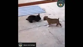 Puppy thinks he's a Bunny 🐰 🐇. #NatureAndHeritage🐯. |Pet Animals| |Funny Video| |Short's|