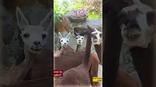 Alpaca hairstyles #shorts