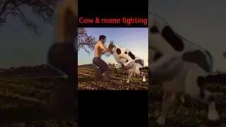 cow & mane fight. #cow #cowfight #fannycow