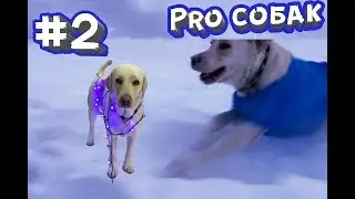 Pro Собак #2 Комбинезон для собаки | Дёшево | Лайфхак с пакетами