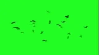 Oiseaux fond vert