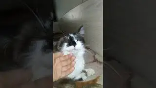 у кошки разбита челесть
