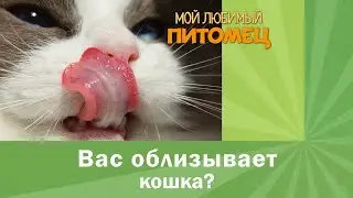 Почему кошки облизывают вас и друг друга?