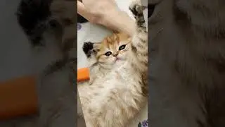 Тёплое шотландское счастье для Вас💝 малыш ищет родителей #шотландскиекотята