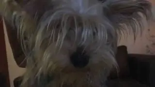 Tag de la mascota.🐶