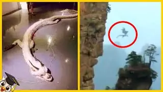 10 Dragoni Filmati nella Vita Reale