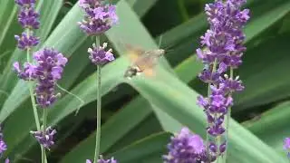 Fruczak gołąbek (Macroglossum stellatarum)