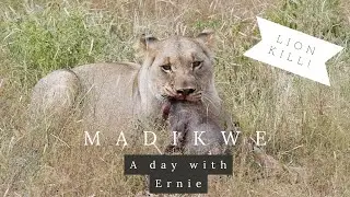 *Graphic* A day with Ernie: Lioness kills baby warthog in South Africa. Close up leopard sighting.