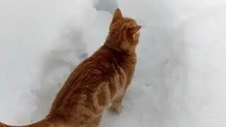 Адамчик и его семья.🐅🐈🐈🐯