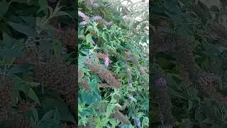 Бабочки. 🦋