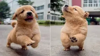 Cute is Not Enough - Funny Cats and Dogs Compilation #275