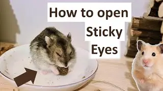 How to Open Sticky Eyes in Hamsters That are a Result of an Infection or Old age