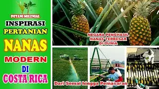 PERTANIAN NANAS MODERN TERBESAR DIDUNIA | INSPIRASI PERTANIAN | PETANI MILENIAL