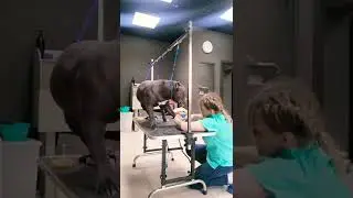 Как я стригу когти большим пёсикам #груминг #собаки