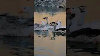 #سروشتی_جوانی_کوردستان #مێرگەسۆر_کەونەگوند