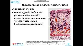 Лекция Гистология воздухоносных путей