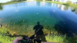 old shad swim video
