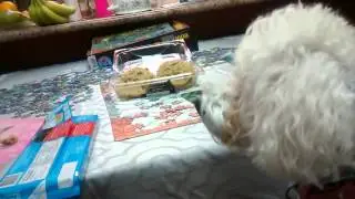 maltipoo talking