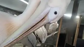 Pelikane / Pelican in Zoo
