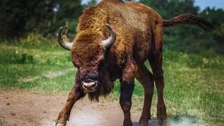 North American Bison : Symbol of American west