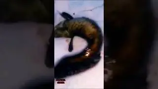 #СЕВЕРНЫЕ МОНСТРЫ#НАЛИМ#РЫБАЛКА НА СЕВЕРЕ#