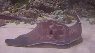 Discovering the Mysteries of Stingrays