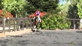 Lolita..8 year old PRE mare