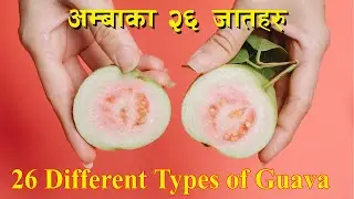 Types of Guava || 26 Different Types of Guava || अम्बाका २६ जातहरुलाई चिनौ