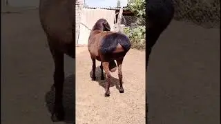 QOY 120 KG