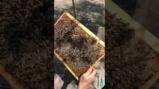 Как метить маток. Метка маток.
