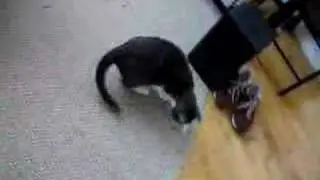 Iggy Vs. Laser Pointer