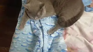 Наглость не знает границ!