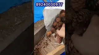 Станок для переработки кедровой шишки, шишкомолка, шишкодробилка.