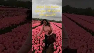 Norfolk Tulip Garden open 2024  