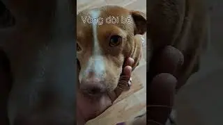 Chú chó theo năn nỉ đòi sen bế