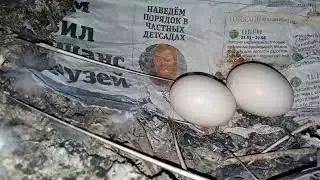 Где гнезда у голубей? где маленькие голубята? Они рядом с нами