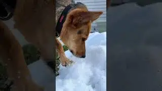 Dog eating crunchy snow ASMR ❄️🐶 (Marty Snacking - Episode 6) #dog #asmr #eatingsounds #crunchyasmr