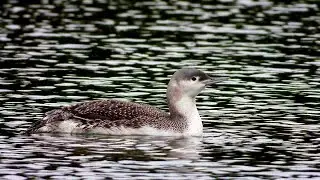 Red throated Diver at Butterley Reservoir, Derbyshire, 24/10/2023