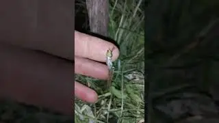 Чендлер Привитый черенком день 14