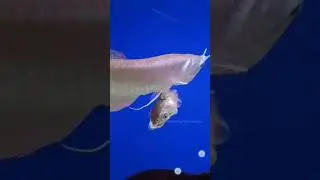 Mega hungry fish need food
