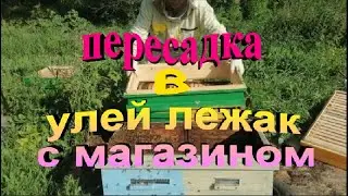 Пересадка пчелосемей в улей лежак с магазином  Внеплановое роение семьи