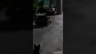 Vidio mesum. Selingkuh depan suami