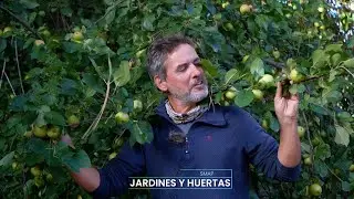 La abundancia de los frutos de MANZANOS silvestres en San Martín de los Andes