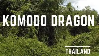 Amazing Komodo Dragon in Thailand