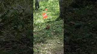 #3сентября #shortsvideo #nature #россия