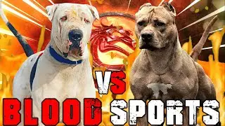 Bully Kutta vs Pitbull Terrier | American Pitbull Terrier vs Bully Kutta | Billa Boyka |