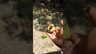Baby black-hooded oriole 