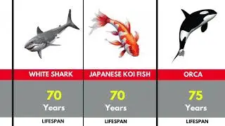 The Shortest and Longest Lifespans of Animals | Different Animals Lifespans 2026