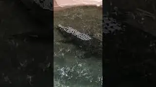 Rockhampton salt water croc