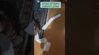 когда оставил собаку одну #юмор #рекомендации #собаки
